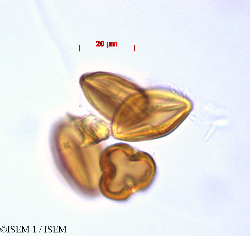 ISEM 1/Billia_columbiana_29244/Billia_columbiana_29244_0001(copy).jpg